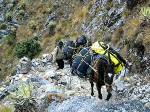 Pack Horse carrying heavy gear into Sierra Nevada del Cocuy
